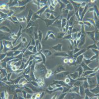 SCC-7[SCC7;SCC 7]小鼠鳞状细胞癌细胞