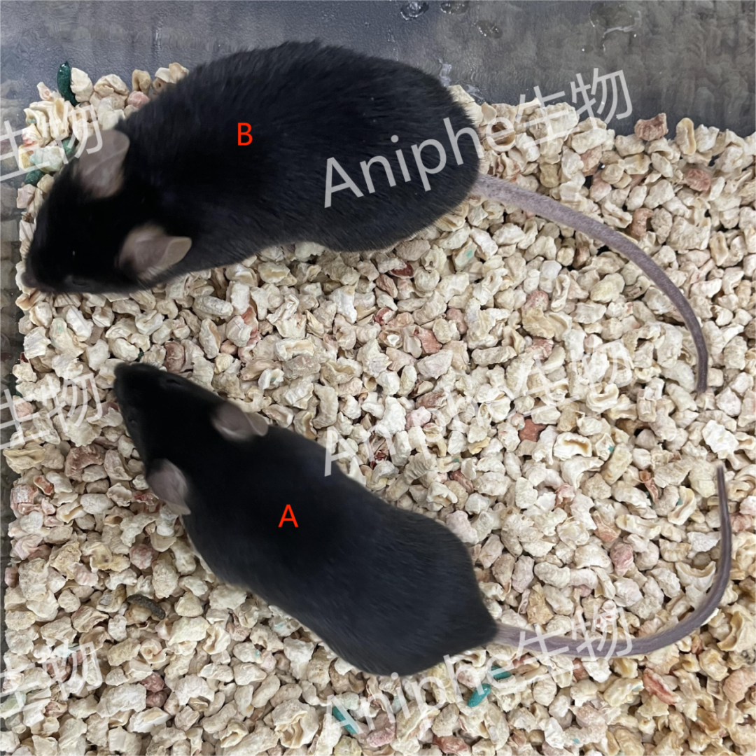 疾病模型|一文了解2型糖尿病(T2DM)动物模型的常用造模方法!