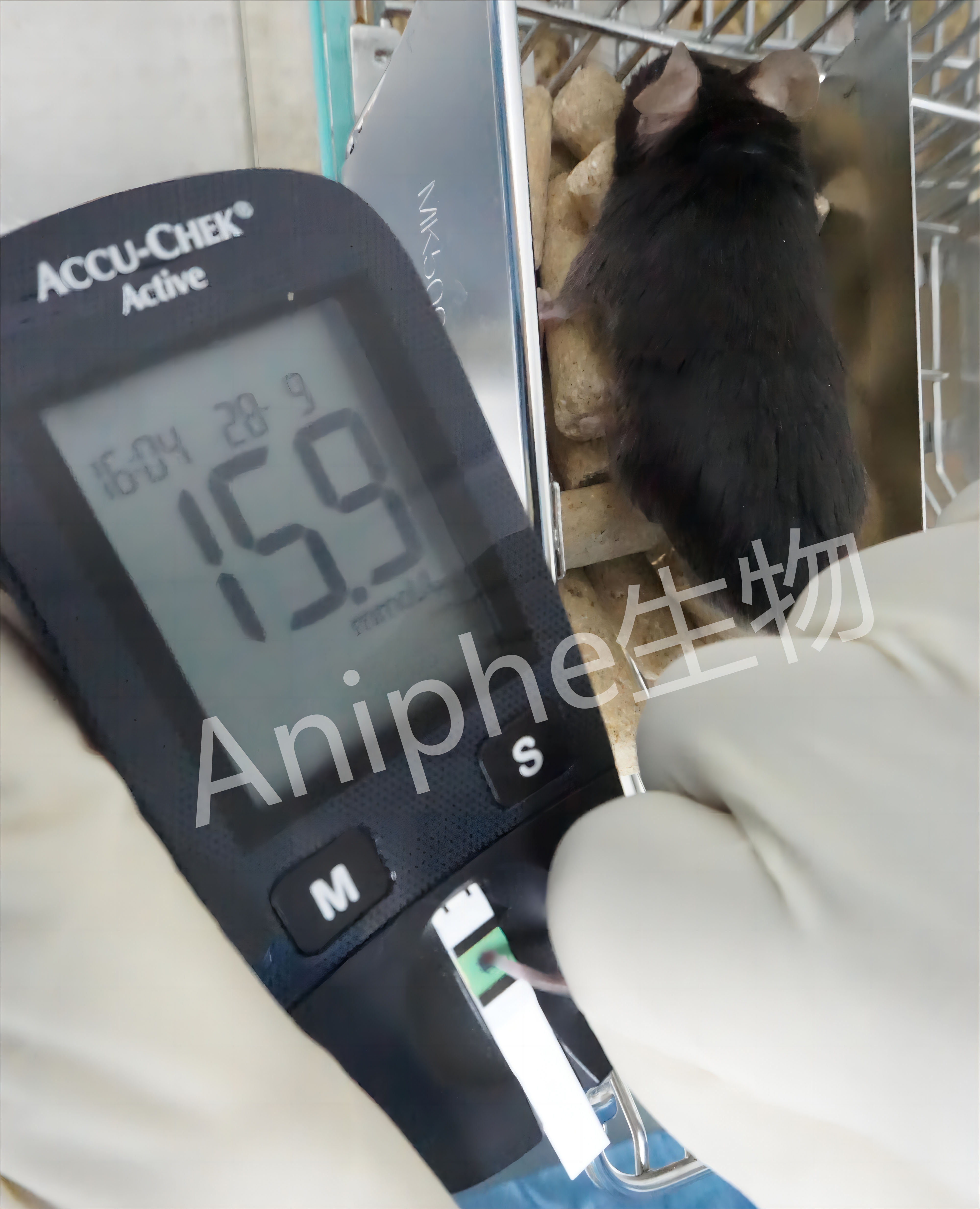 疾病模型|一文了解2型糖尿病(T2DM)动物模型的常用造模方法!