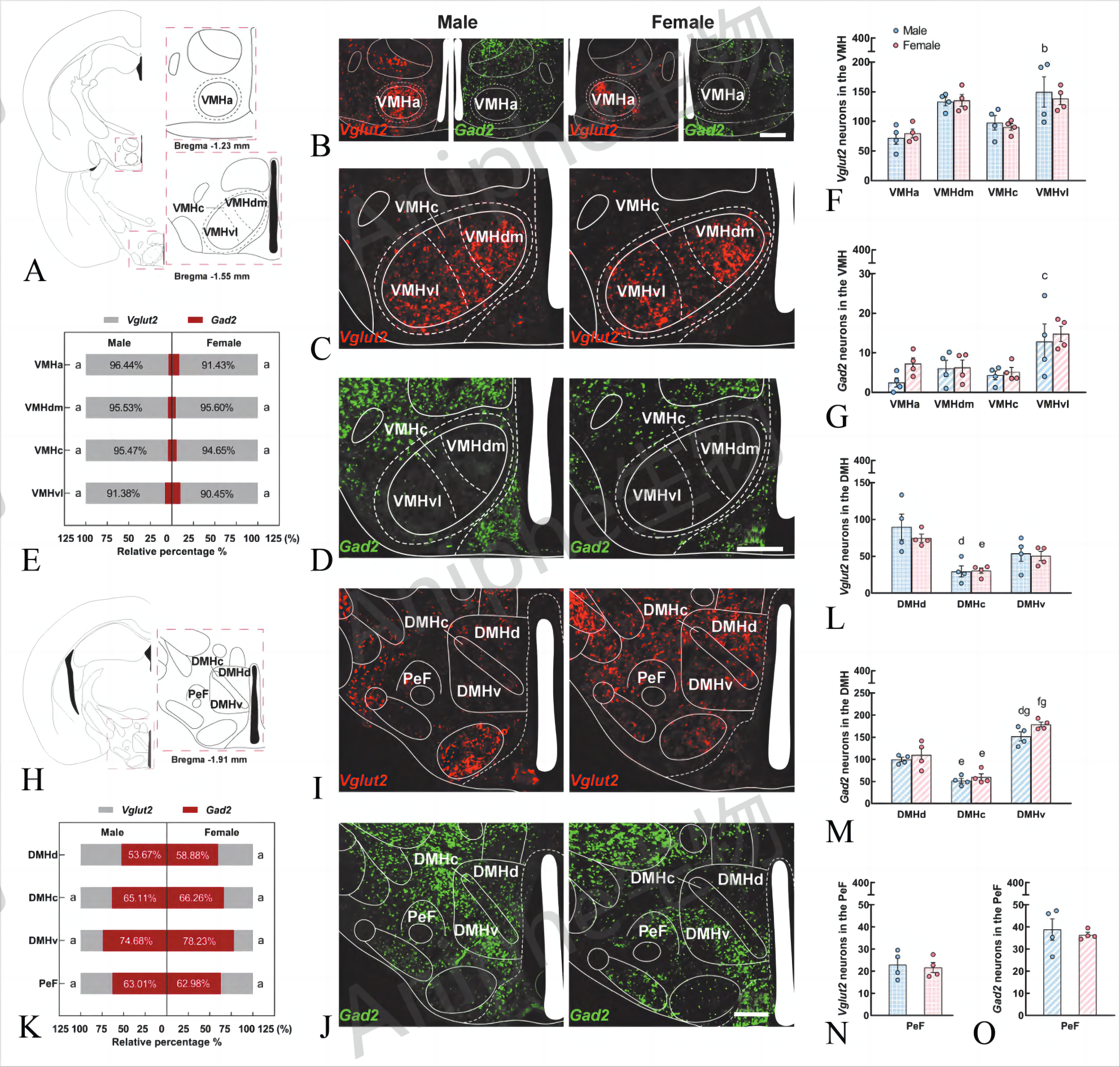 干货|最常见的实验鼠品系 —C57BL/6老龄鼠,这些你都知道吗↓