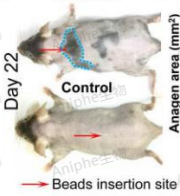 干货|最常见的实验鼠品系 —C57BL/6老龄鼠,这些你都知道吗↓
