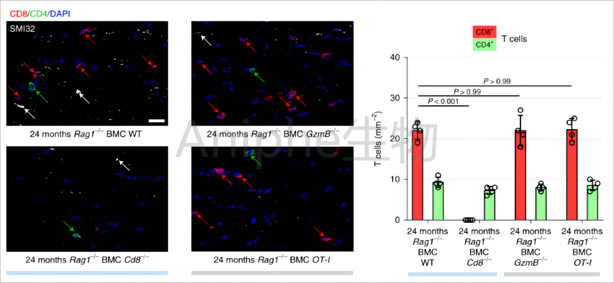 干货|最常见的实验鼠品系 —C57BL/6老龄鼠,这些你都知道吗↓