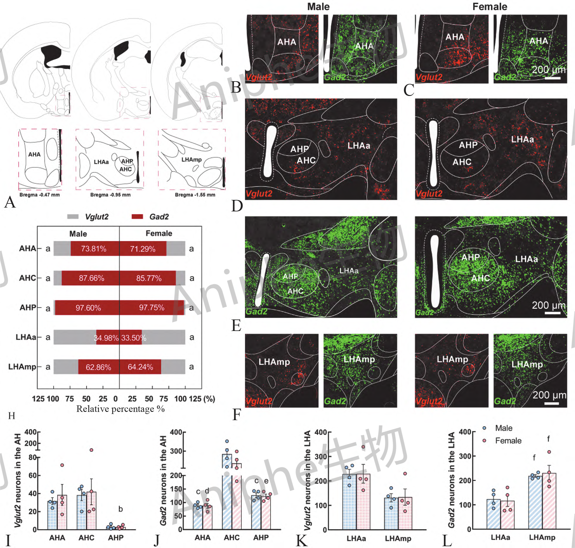 干货|最常见的实验鼠品系 —C57BL/6老龄鼠,这些你都知道吗↓