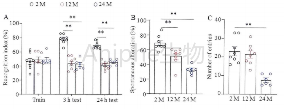 干货|最常见的实验鼠品系 —C57BL/6老龄鼠,这些你都知道吗↓