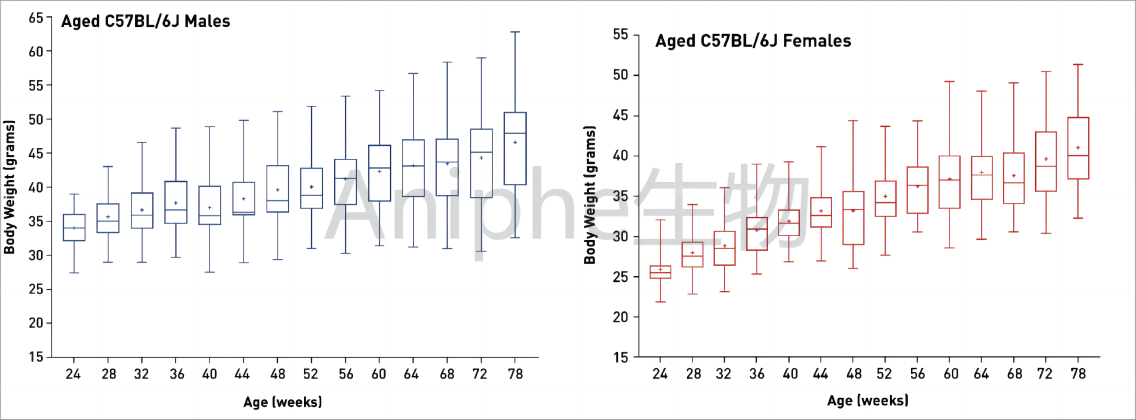 干货|最常见的实验鼠品系 —C57BL/6老龄鼠,这些你都知道吗↓