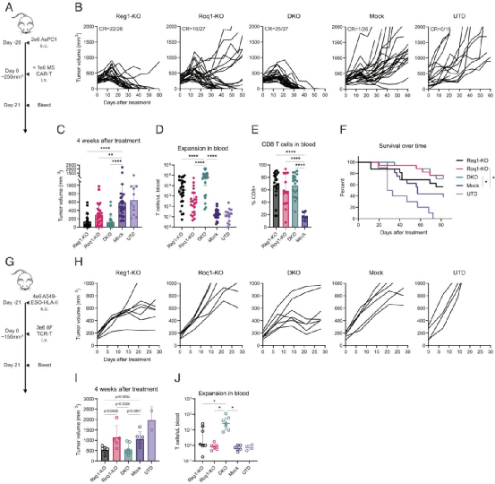 联合破坏 T 细胞炎症调节因子 Regnase-1 和 Roquin-1 可增强工程化 T 细胞的抗肿瘤活性