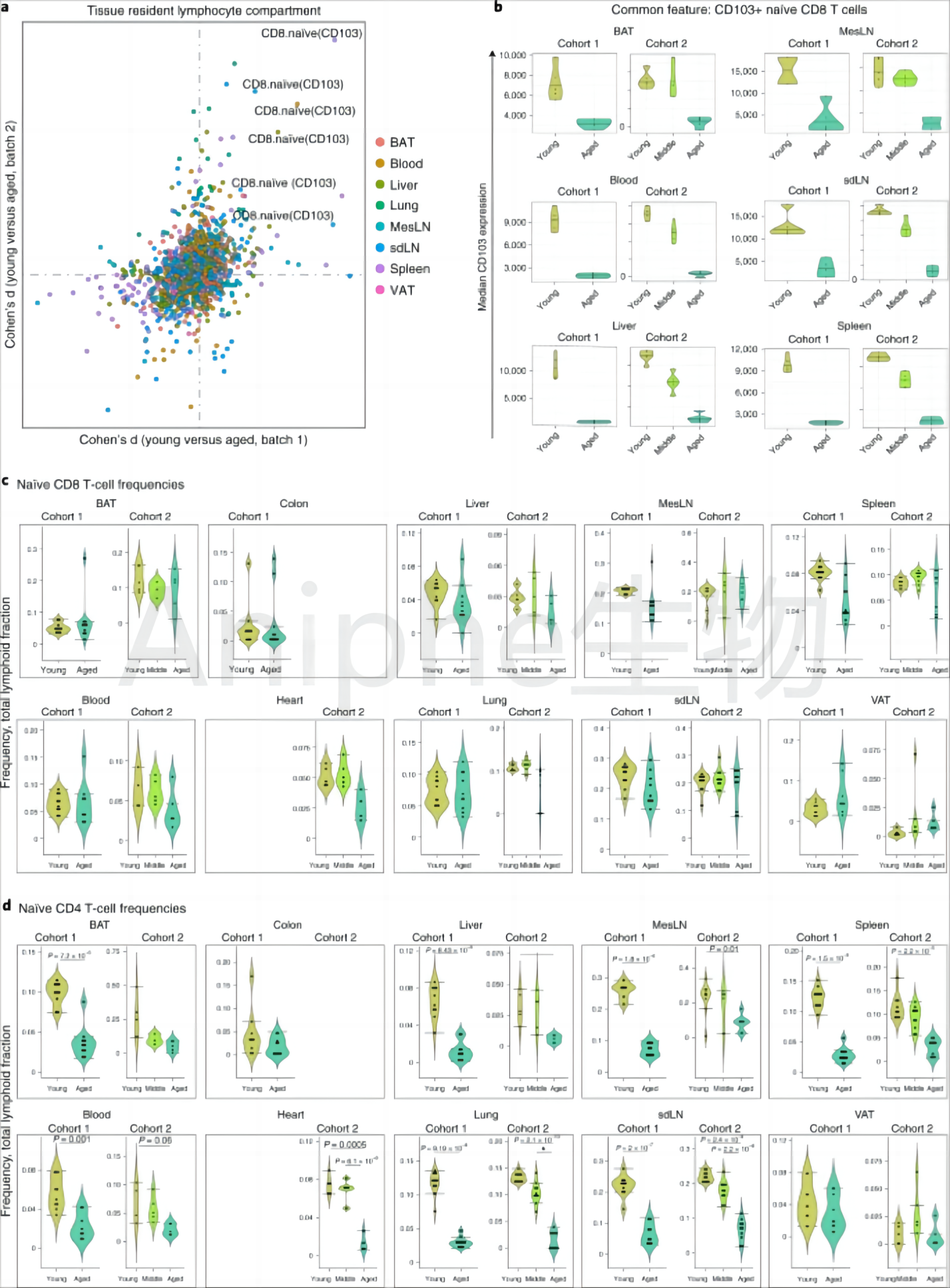 干货|最常见的实验鼠品系 —C57BL/6老龄鼠,这些你都知道吗↓