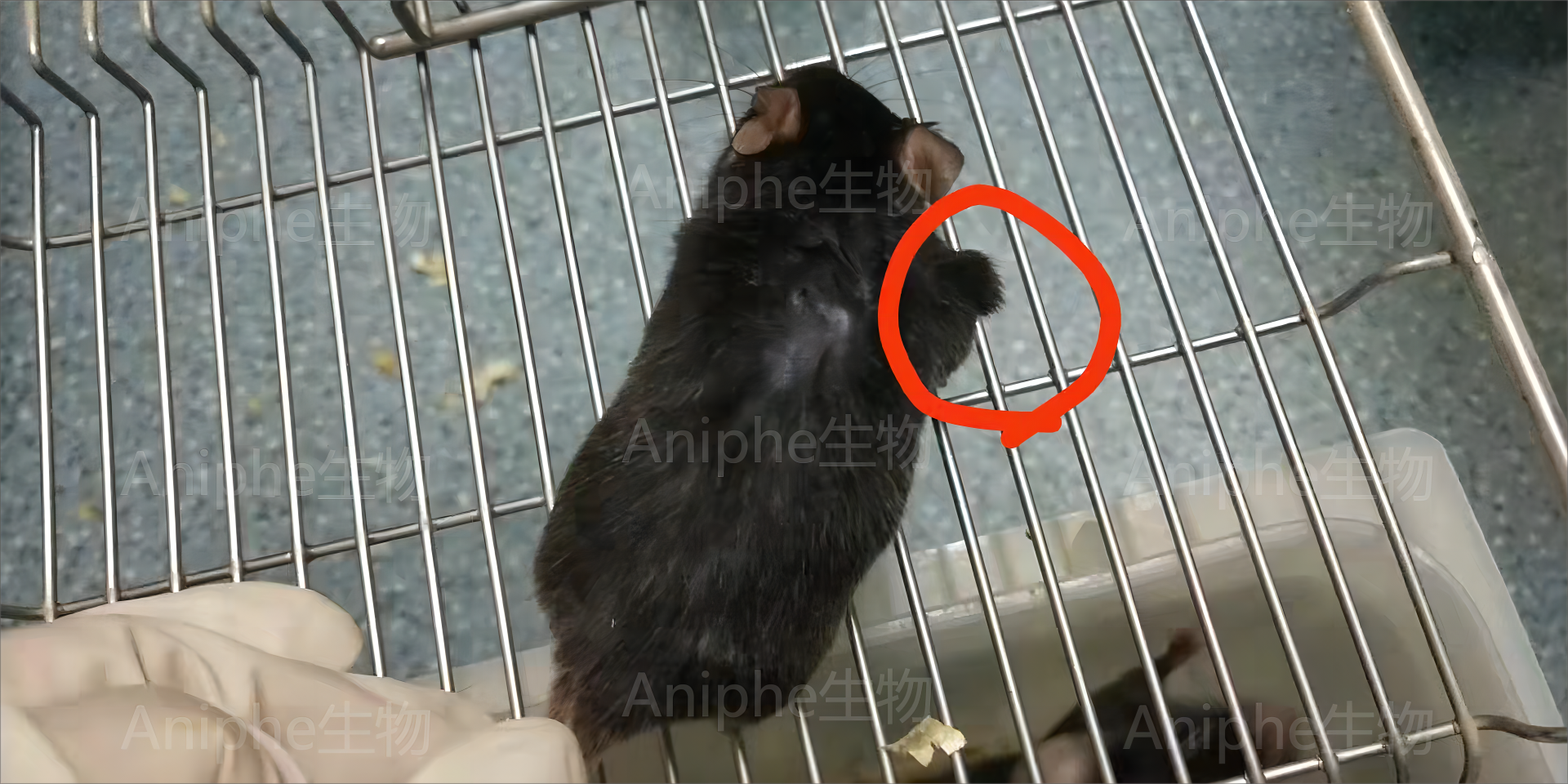 干货|最常见的实验鼠品系 —C57BL/6老龄鼠,这些你都知道吗↓