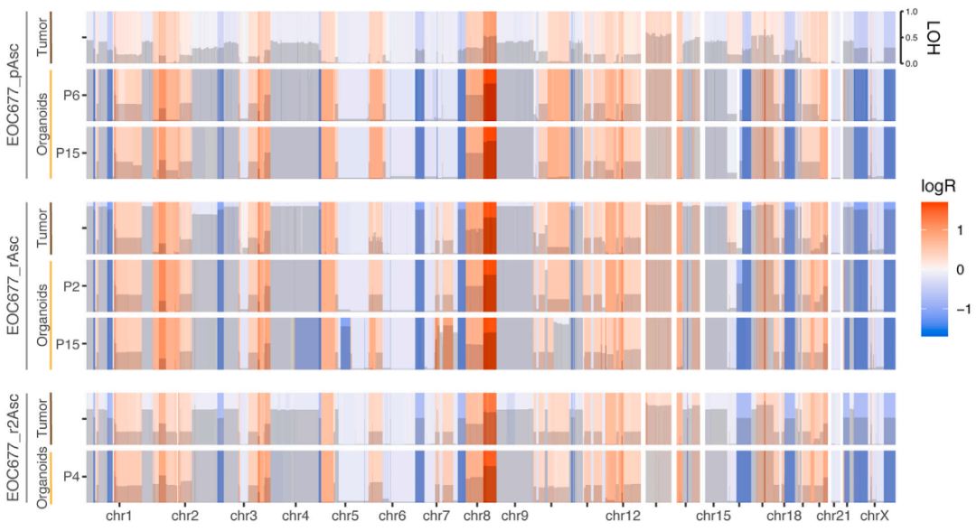 类器官达人 | 让卵巢癌类器官培养变得更简单