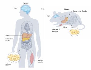 疾病模型|一文了解2型糖尿病(T2DM)动物模型的常用造模方法!