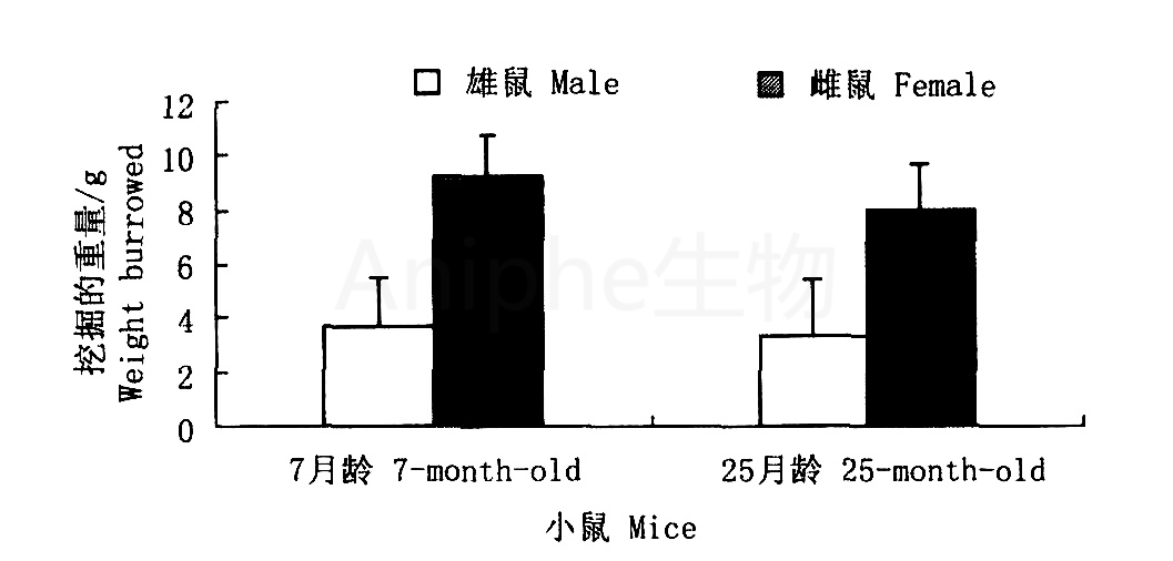 干货|最常见的实验鼠品系 —C57BL/6老龄鼠,这些你都知道吗↓