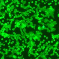 LLC-LUC-GFP-PURO[LUC-GFP;LUC-LUC]双标记的小鼠肺癌细胞