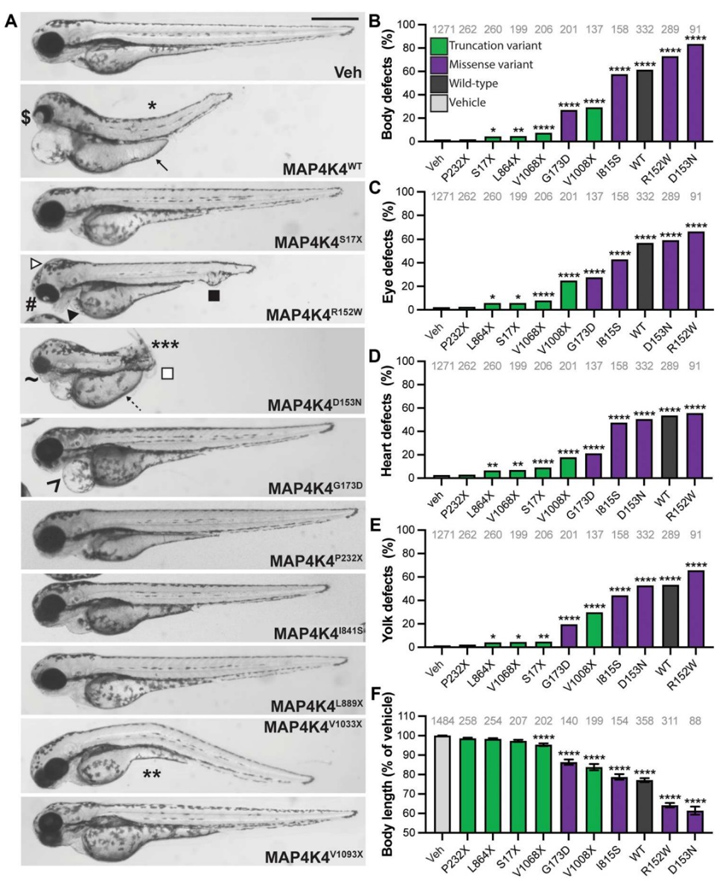 应用案例丨斑马鱼基因编辑技术在儿科遗传疾病研究中的应用，助力儿科疾病临床研究！