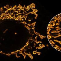 PKMITO®线粒体荧光染料