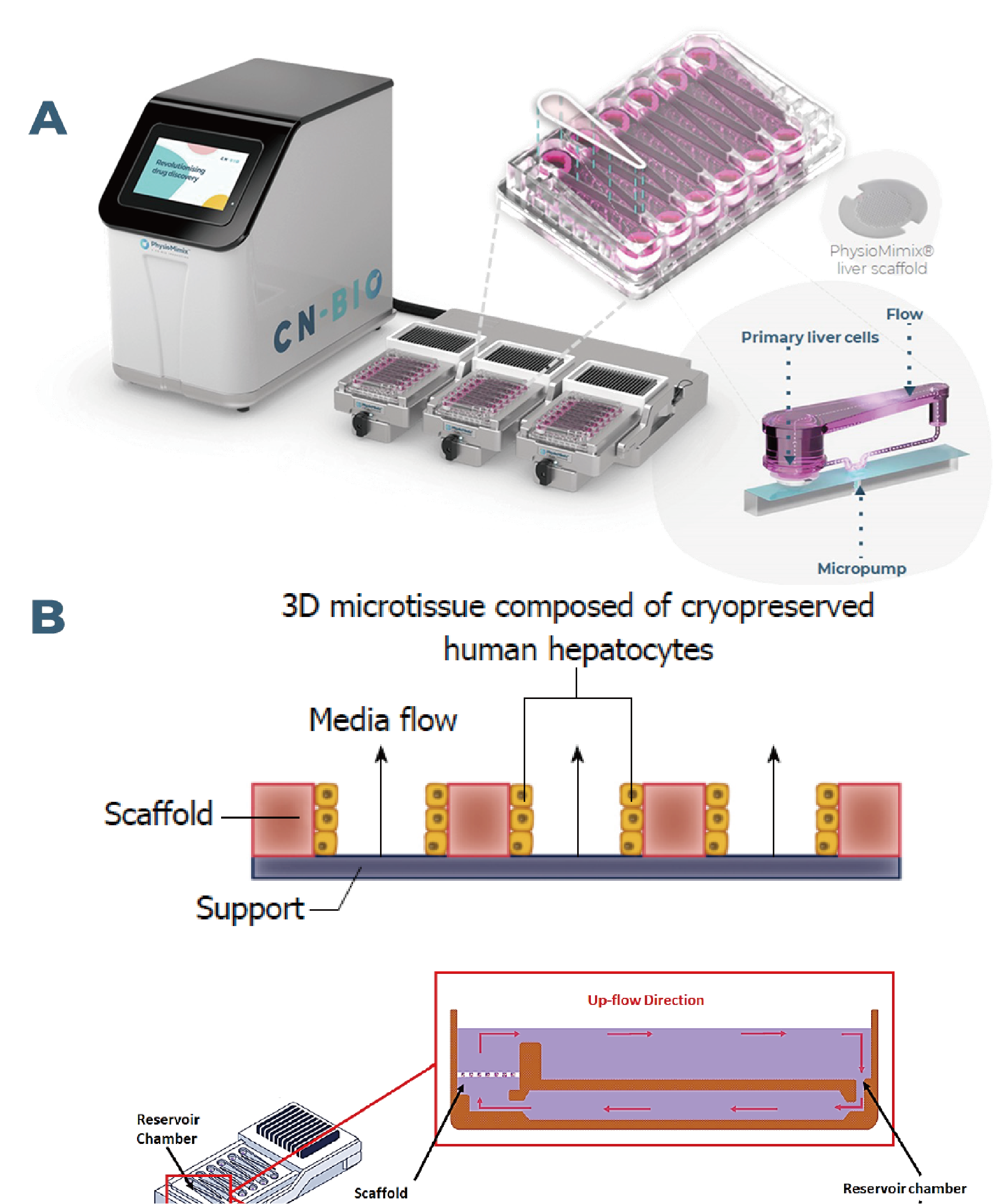 用于器官芯片预验证细胞的指南（下）| 独立进行您自己的验证
