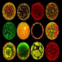 绿色荧光标记空白脂质体 100-200nm