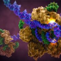 Brilliant Violet 711™ 抗人 CD304 (Neuropilin-1) 抗体