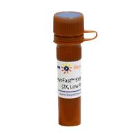 BeyoFast™ Probe qPCR Mix (2X, Low ROX, 防污染型)