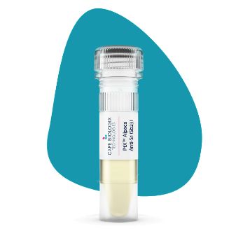 PtX™ Mouse Anti-Alpha Tubulin (F2C) Recombinant Antibody