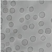 Angiopep-2/TAT双功能特异性抗胶质瘤靶向