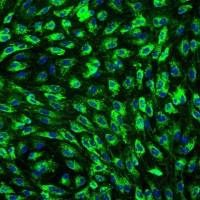 人乳腺微血管内皮细胞