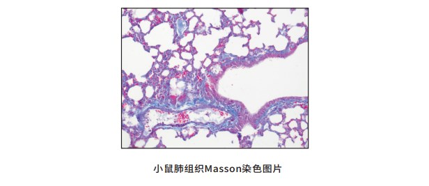 Masson三色染色液-4×10ml