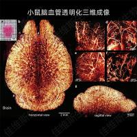 组织透明化 三维透明成像 