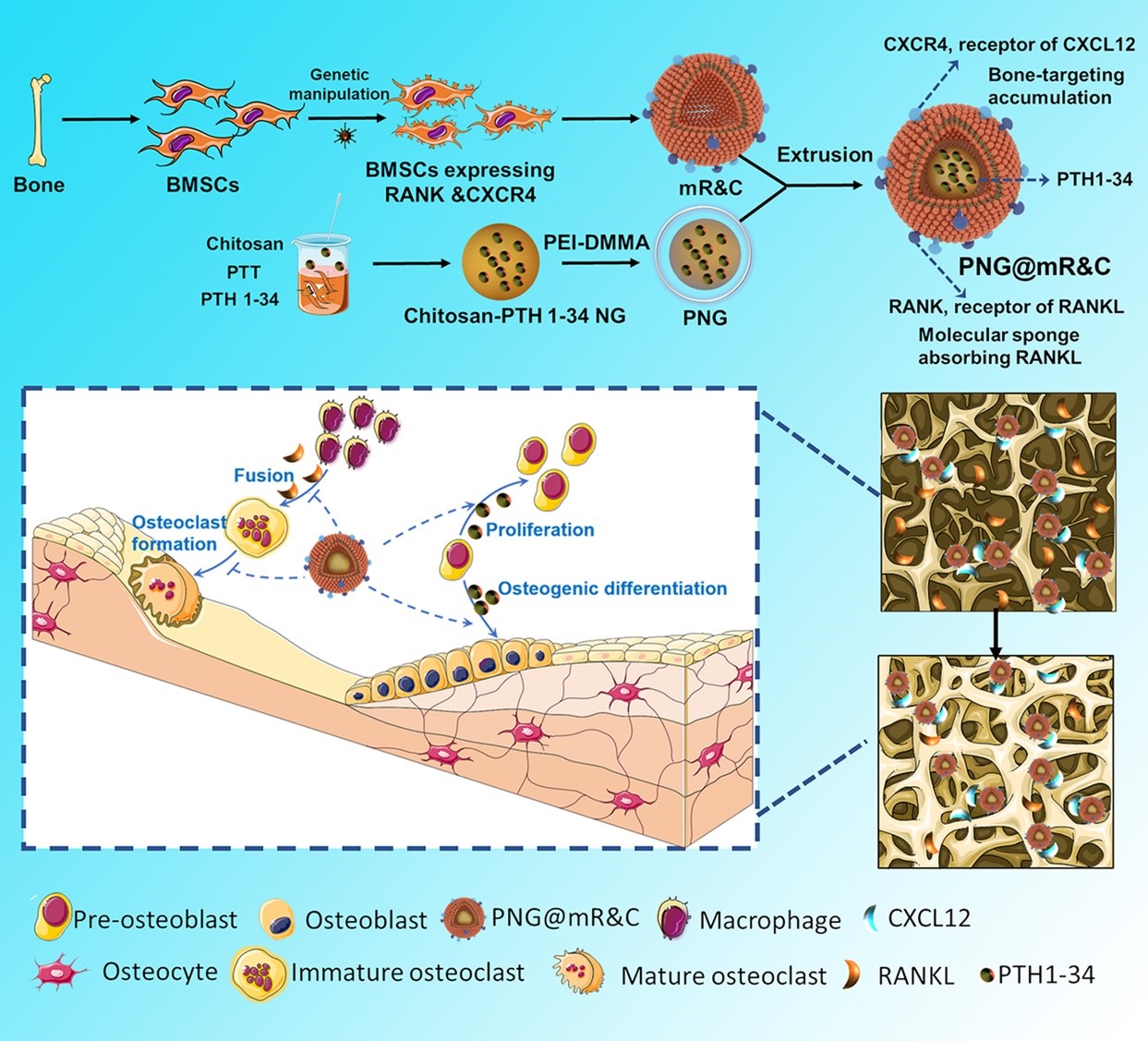 IF=13.3文献解读：上海交通大学傅德皓教授团队采用Umibio胎牛血清助力骨质疏松研究！