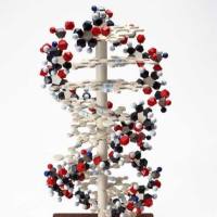 抗大鼠 CD38 荧光标记FITC 抗体