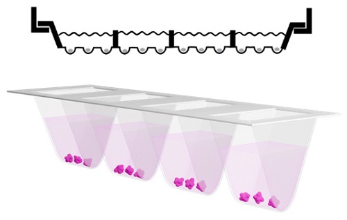 长时间高分辨类器官光片显微镜