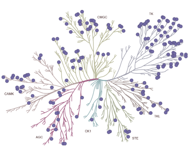 激酶谱筛选技术与服务