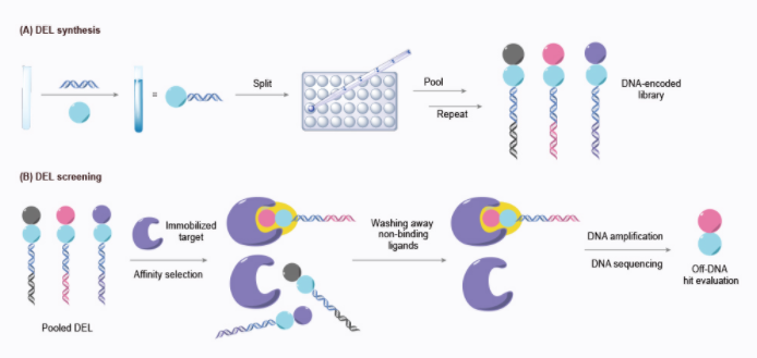DNA 编码化合物库合成与筛选技术