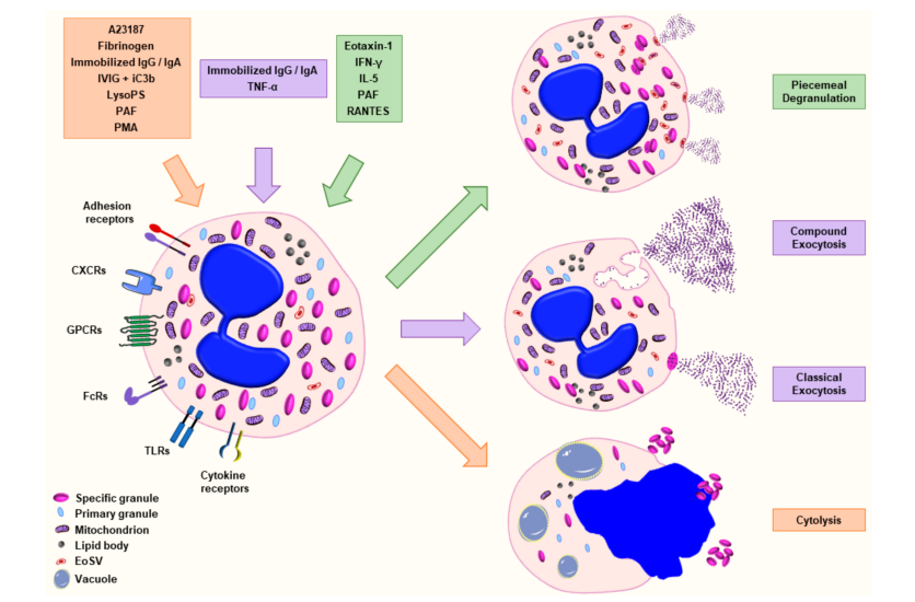 嗜酸性粒细胞脱颗粒检测
