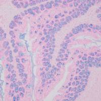 中杉金桥  BSBA-4046  核固红染色液