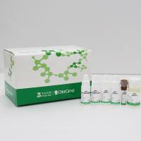 中杉金桥  DS-0003  双染检测试剂（抗小鼠IgG/HRP+抗兔IgG/AP）