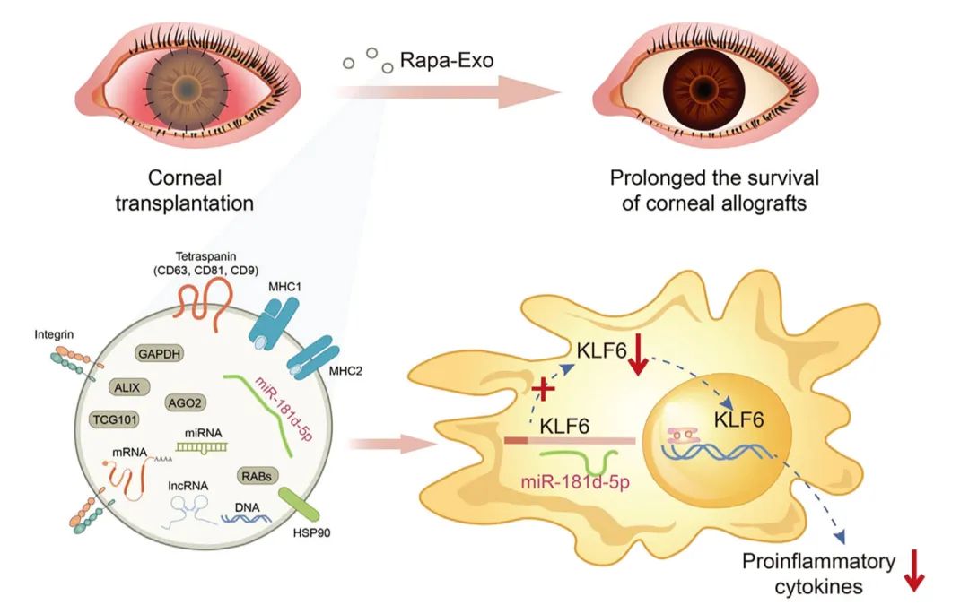 miRNA研究进展盘点丨20231027期