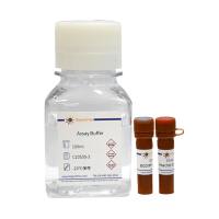 脂滴绿色荧光检测试剂盒(BODIPY 493/503)