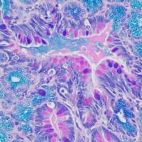 中杉金桥  BSBA-4121  爱先蓝-糖原染色液（AB-PAS） 4×20ml