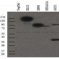 中杉金桥  TA-01  Mouse Anti-Myc mAb Mouse Anti-Myc mAb