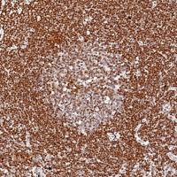 中杉金桥 ZA-0327  H3K27Me3抗体试剂（免疫组织化学）