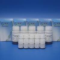 偶联Oligo dT的磁珠