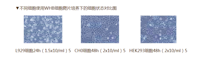 1804594420128561163-14.png
