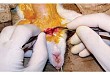 佳维斯动物实验平台