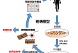 仿生支架诱导 iPSCs 重编程，用于晶状体悬韧带重建