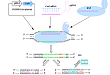 CRISPR/Cas9 基因编辑实验产生移码突变后为何还有蛋白表达？