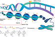 ChIP-seq：基因调控研究的利器，你了解多少？