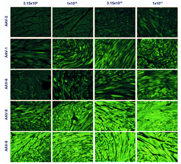 AAV 在心脏研究中的应用策略