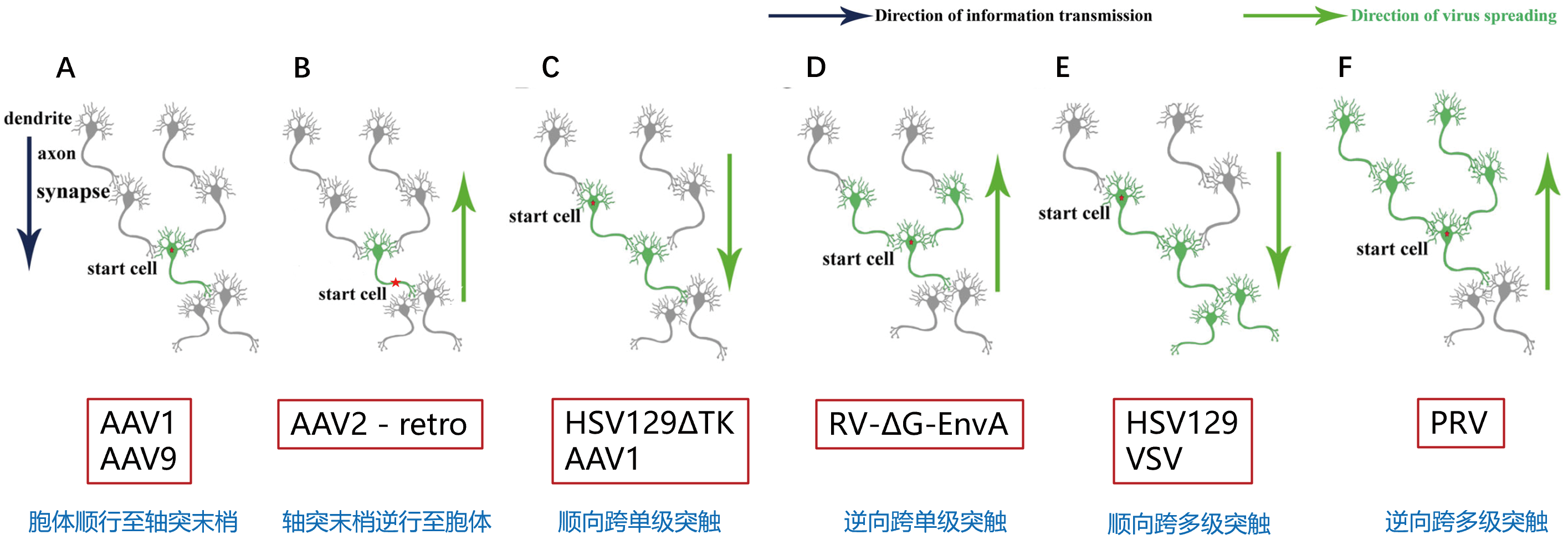 AAV 在神经科学研究中的应用策略