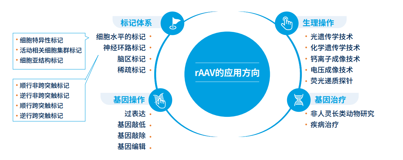 AAV 在神经科学研究中的应用策略