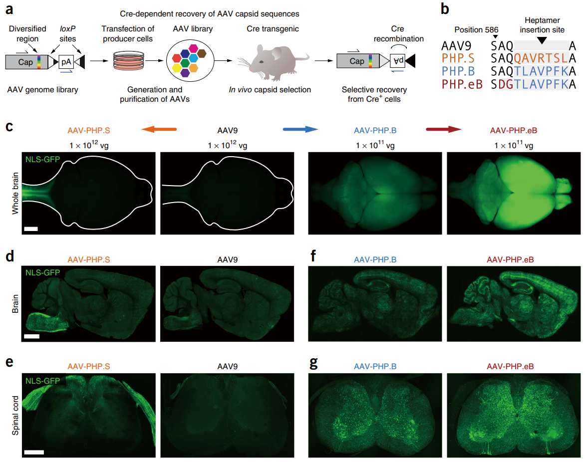 AAV 在神经科学研究中的应用策略